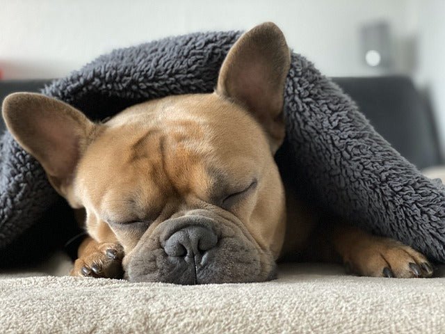 10 dog breeds with low separation anxiety