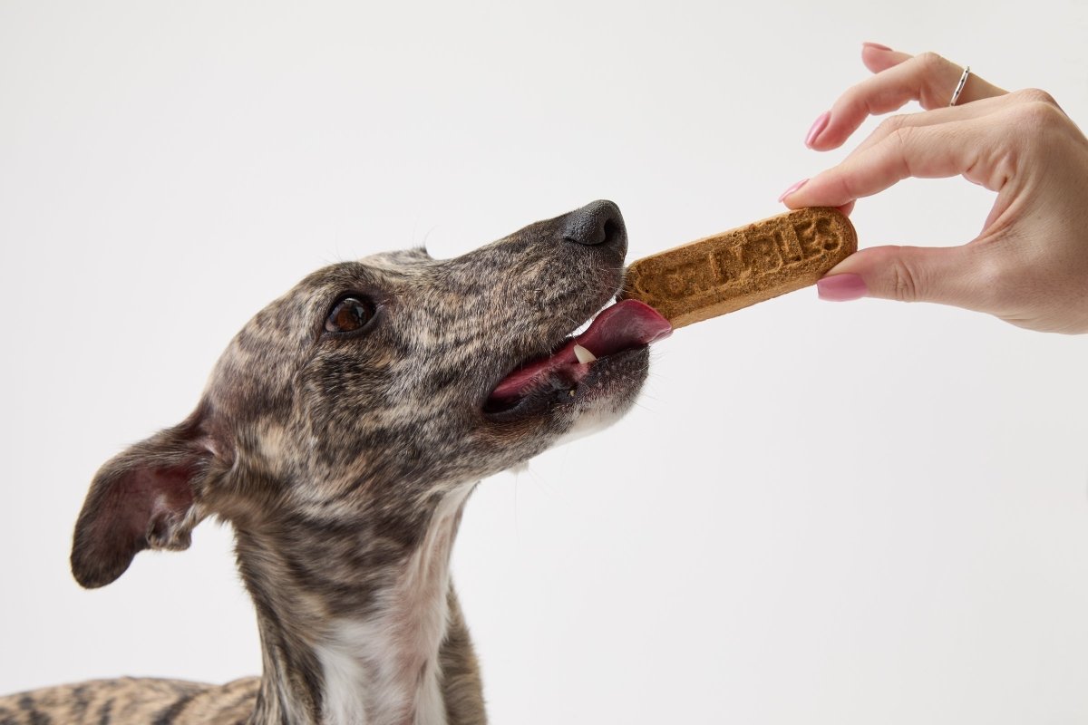 can dogs eat cat treats