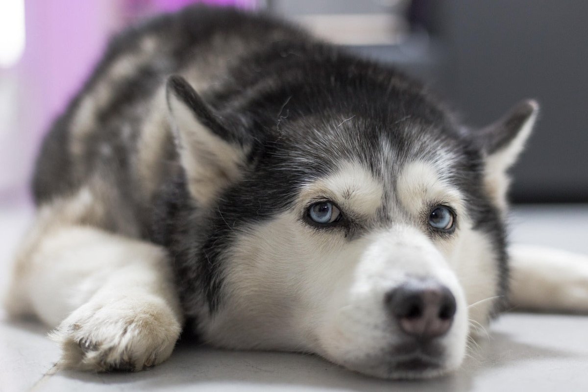 siberian husky