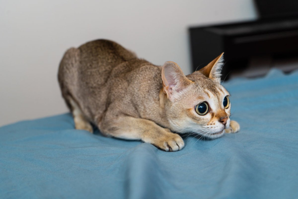 Singapura cat