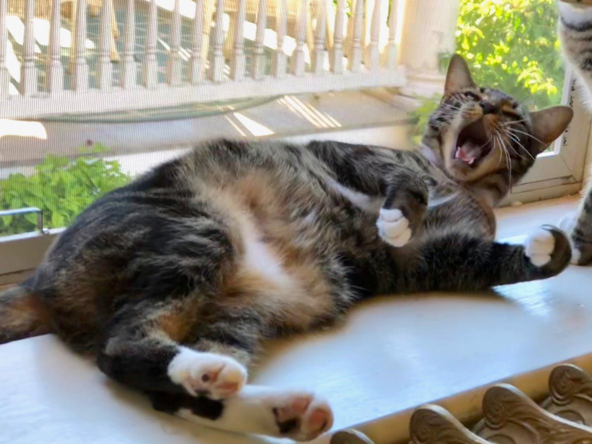 Sokoke cat yawning and lying down