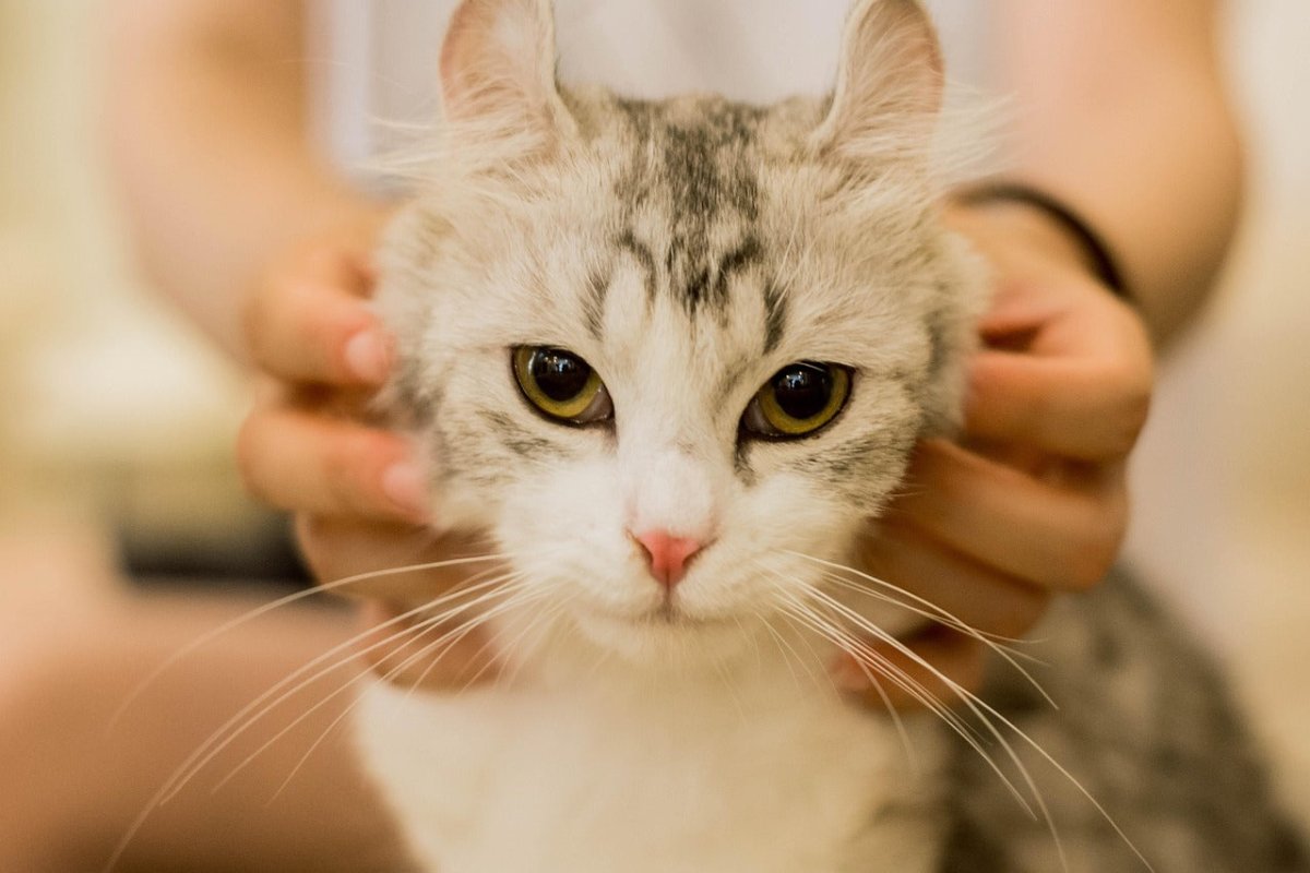 why do cats like being stroked